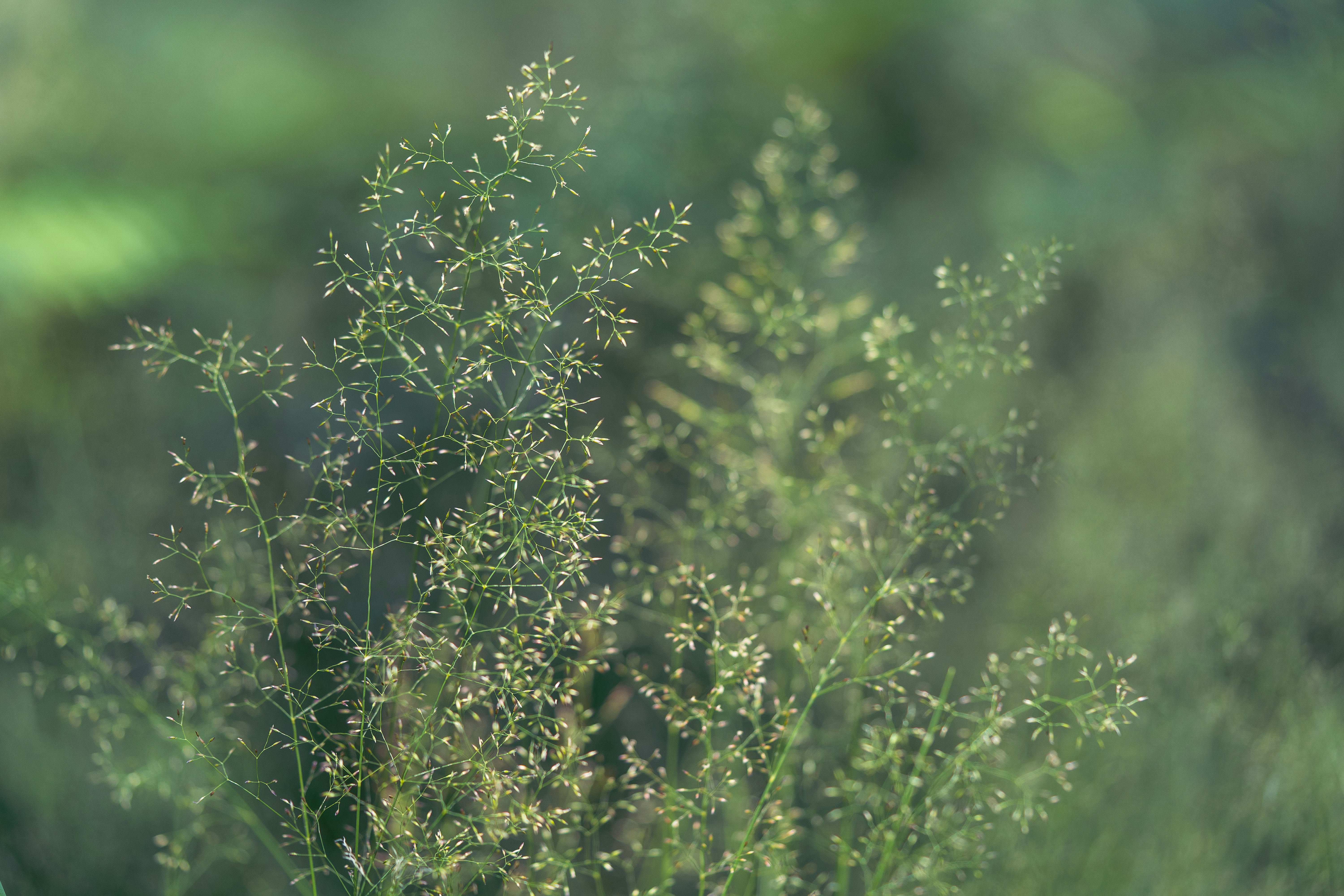 green and yellow flower buds